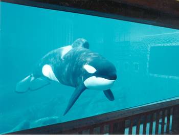 Keiko - Killer Whale Habitat Exhibit